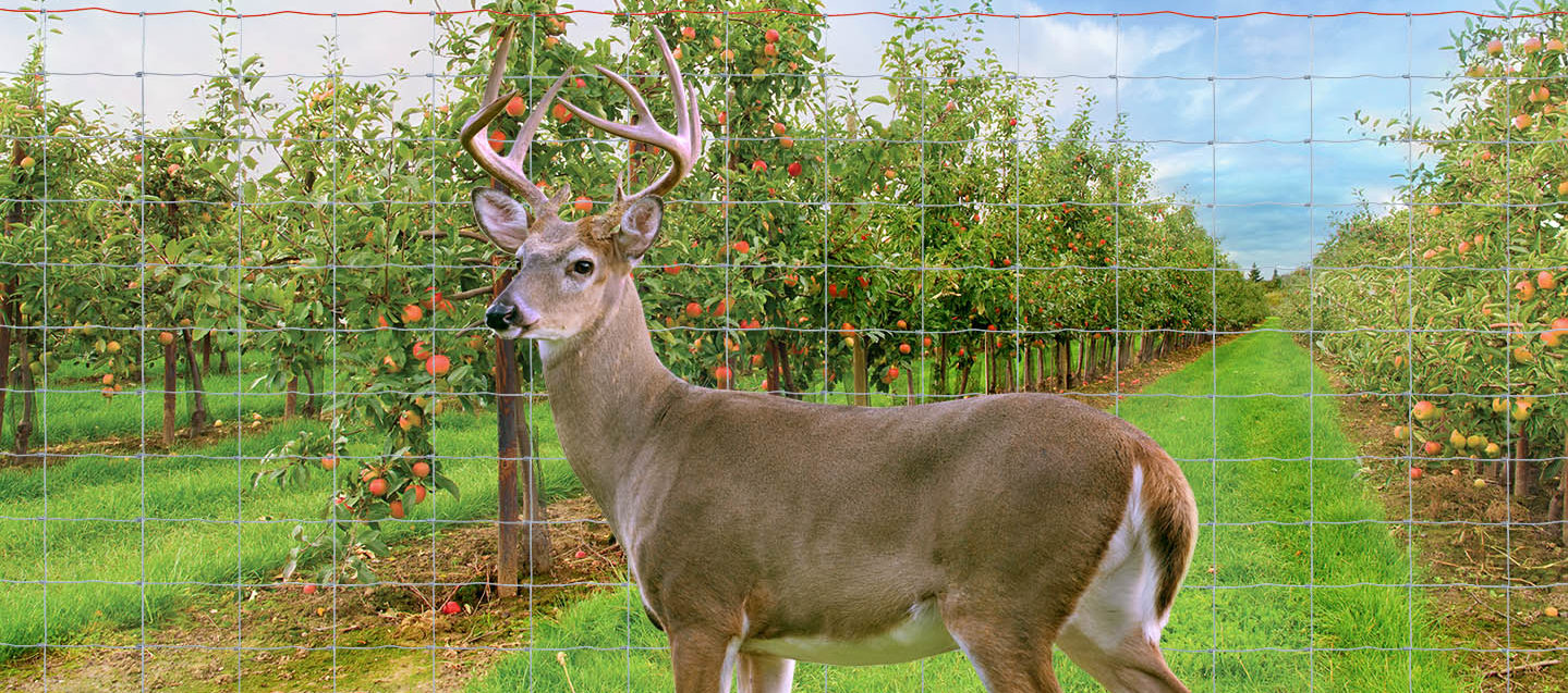 Red Brand Deer & Orchard Fence