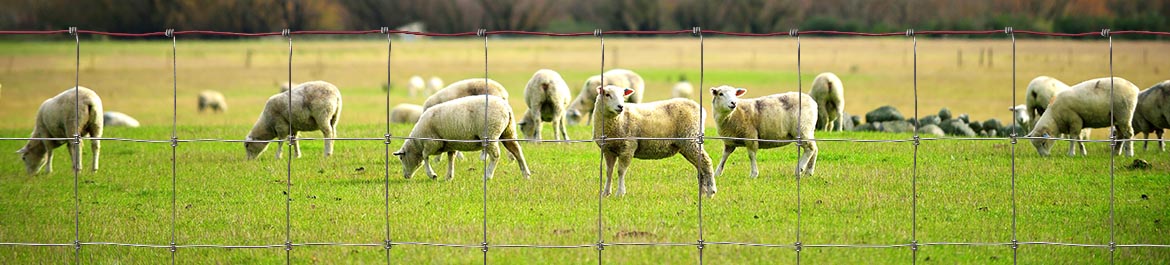 Red Brand Sheep & Goat