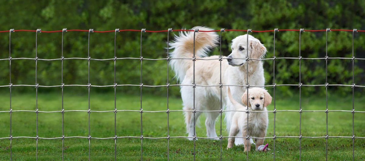 Yard Garden And Kennel Fence Multi Purpose Wire Fencing