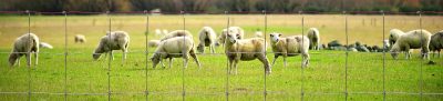 Sheep & Goat Fence | Protect Your Herd With Wire Fencing